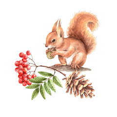 red squirrel on a tree with a branch of a mountain ash and a cone. drawing watercolor © Lana