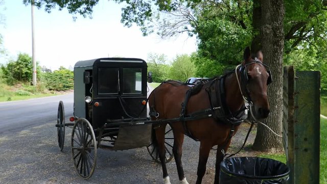 Amish Horse and Buggy Tied Up Waiting