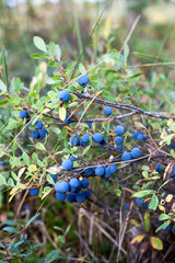 Wild swamp blueberry bushes growing in wetlands of Karelia