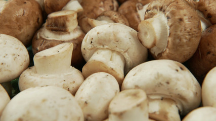 A set of white and brown mushrooms, slow panorama. 4K UHD 3840x2160 Video Clip