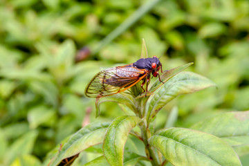 Close up of a cicada