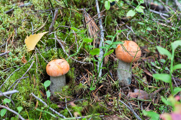 Two small orange-cap boletus growing in wetlands of Karelia, close-up view