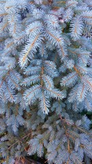 Sprigs of small blue spruce with silver needles