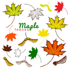 autumn set of outline ink and colored maple leaves and seeds. engraved maple leaves and seeds. hand drawn illustration of various maple leaves isolated on white. maple leaves in vintage style.