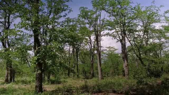 Walking through Mopani trees in Zimbabwe