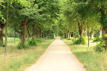 Wanderweg im Münsterland