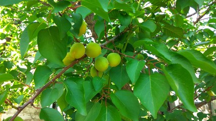 A few green unripe apricots on the branch of an apricot tree