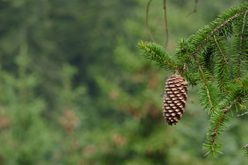 nice spruce cone on tree