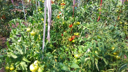 Bushes of tomatoes with red and green fruit in the greenhouse