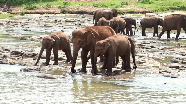 Zoom out video of Asian elephants herd crossing river, stream, brook or creek. Family of large exotic animals walking at watering place. Wild species in natural habitat. Pinnawala, Shi Lanka.