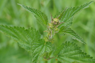 Nettle