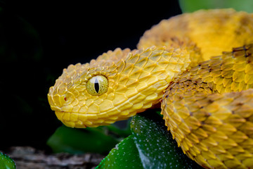 Venomous Bush Viper Snake (Atheris squamigera) on black background