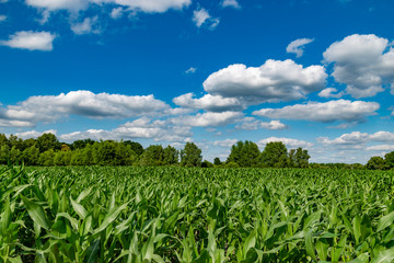 Fototapeta na wymiar fresh green corn field