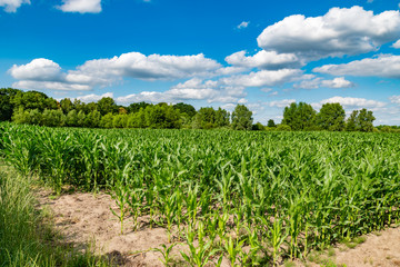 fresh green corn field