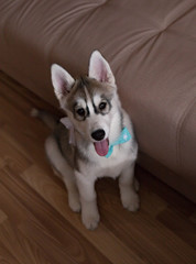 Cute Husky puppy resting at home.