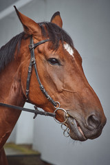 Close up shot of a horse head
