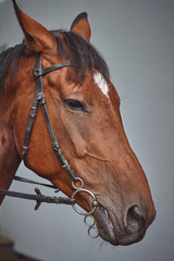 Close up shot of a horse head