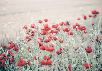 poppy flower