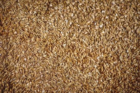  oats whole grains. picture on the wall