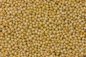 soybean seeds