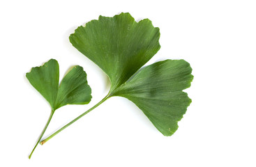 Green leaves of Ginkgo biloba plant isolated on white background. Medicinal leaves of the relic tree Gingko.