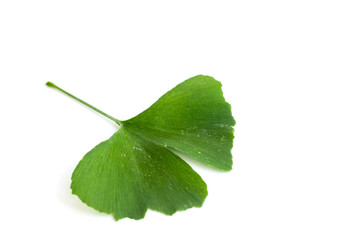 Fototapeta premium Green leaves of Ginkgo biloba plant isolated on white background. Medicinal leaves of the relic tree Gingko.