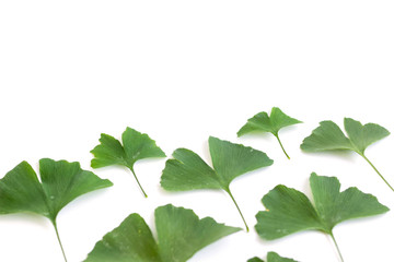 Green leaves of Ginkgo biloba plant isolated on white background. Medicinal leaves of the relic tree Gingko.