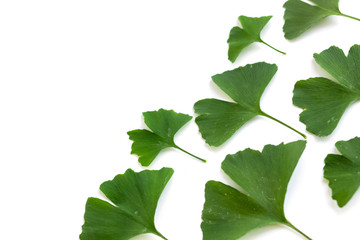 Green leaves of Ginkgo biloba plant isolated on white background. Medicinal leaves of the relic tree Gingko.