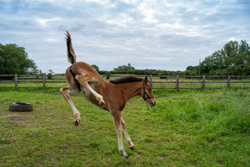 foal kicking