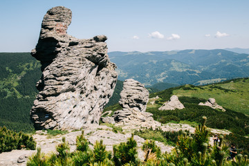 Green forest in the Carpathian mountains near Popivan Chornohirskiy