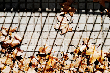 Leaves in autumn under the shade of some grilles.