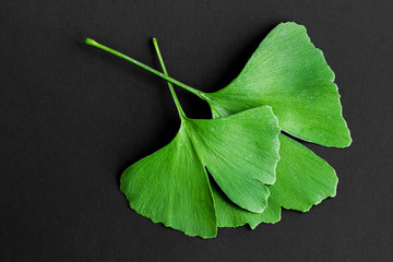 Green leaves of Ginkgo biloba plant isolated on black background. Medicinal leaves of the relic...