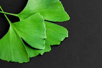 Green leaves of Ginkgo biloba plant isolated on black background. Medicinal leaves of the relic tree Gingko. - 277417023