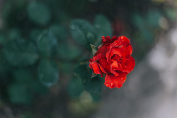 Macro rose is very beautiful