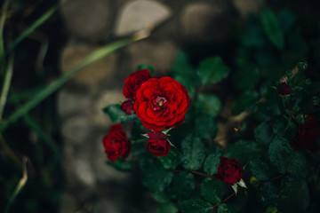 Macro rose is very beautiful