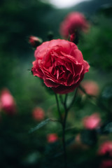 Macro rose is very beautiful