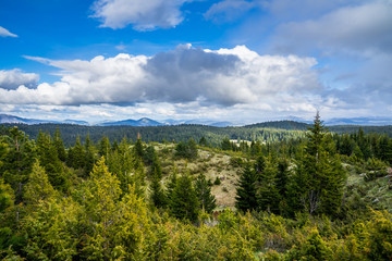 Montenegro, Untouched endless alpine nature landscape of conifer trees and hills in southern direction from peak of mount curevac at dawn in durmitor national park near zabljak