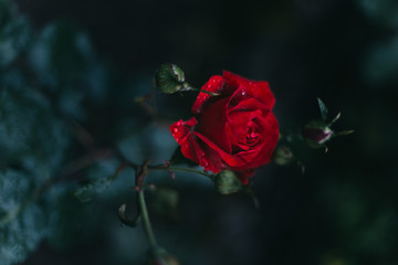 Macro rose is very beautiful