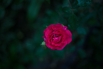 Macro rose is very beautiful