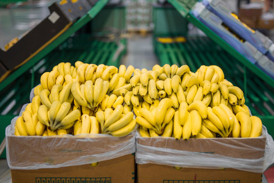 Fresh bananas in cardboard boxes on big market
