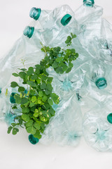 Greens wraps and grows on empty plastic bottles. Sort garbage. Ecosystem recovery