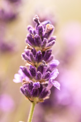 Obraz premium Close up ear of lavender purple aromatic flowers at lavender field in summer