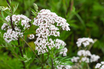 white wildflower  nature  summer environment