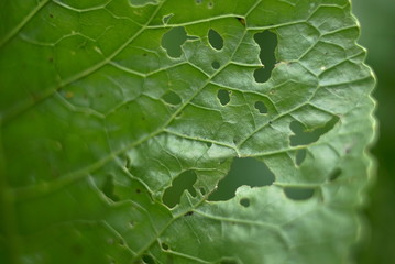 Leaf Partly Eaten By Bugs