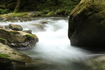 Selva Irati, bosque, Árbol, puente, piedra, lago, rio