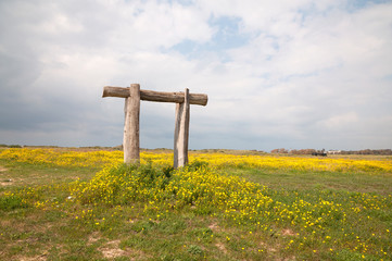 Yellow wild flowers fields