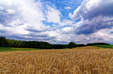 beautiful sky with clouds over the field near the forest