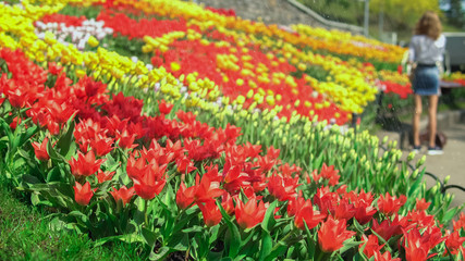 Gardener is watering the flowers. A big tulip park with many visitors stunned by the beauty.