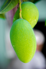 Mango growing on tree.
