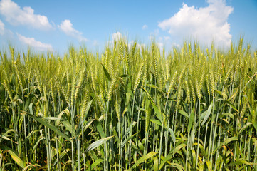 Green Wheat field